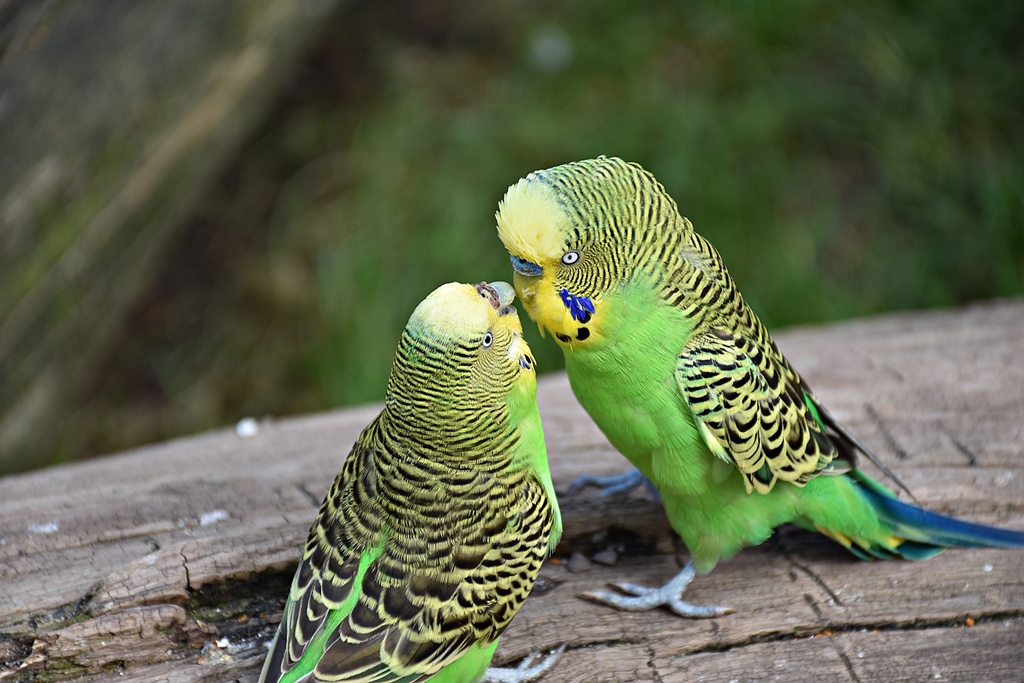 Budgerigar