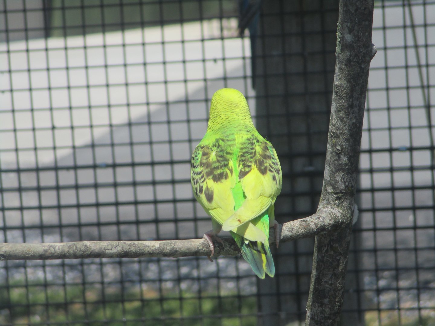 Budgerigar