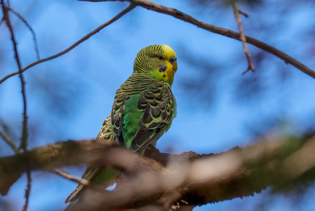 Budgerigar