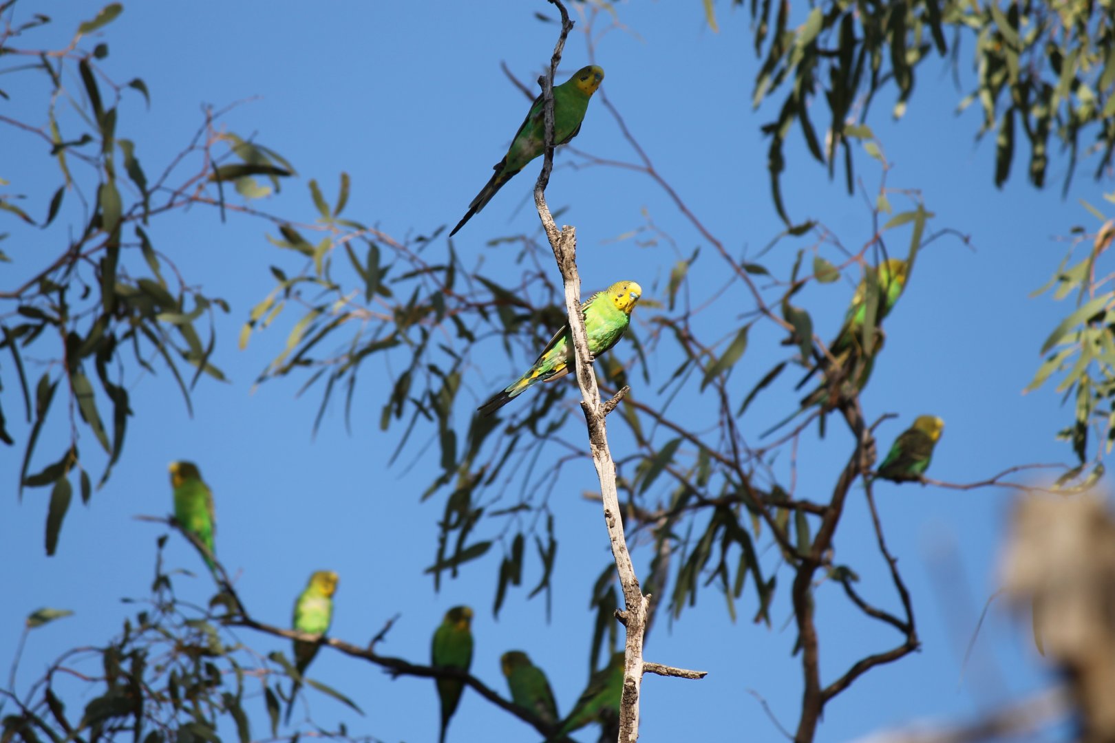Budgerigar