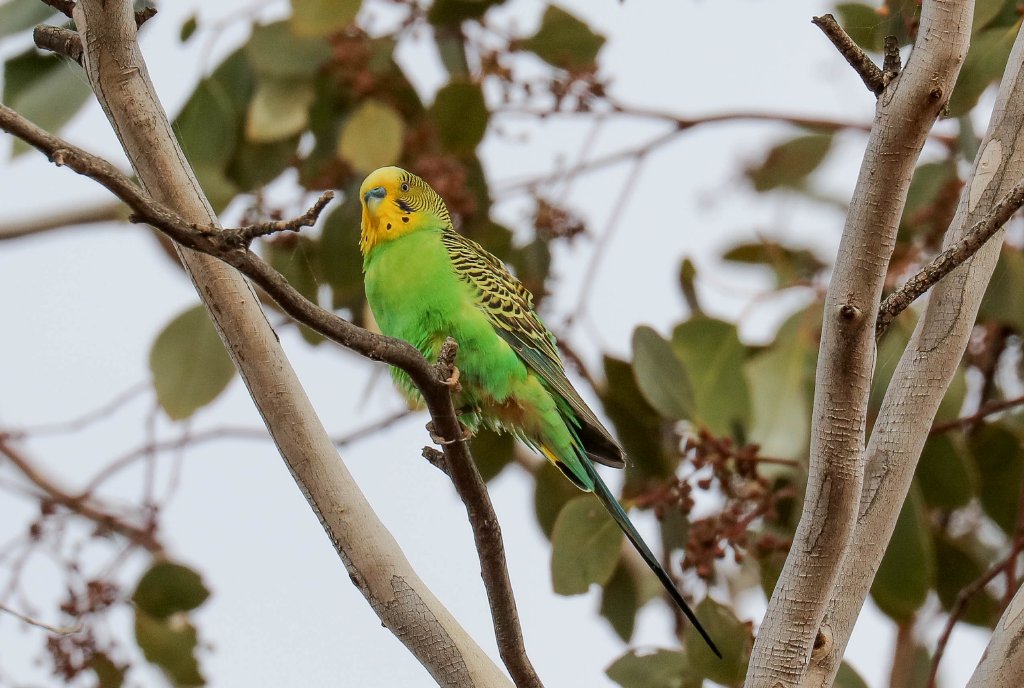 Budgerigar