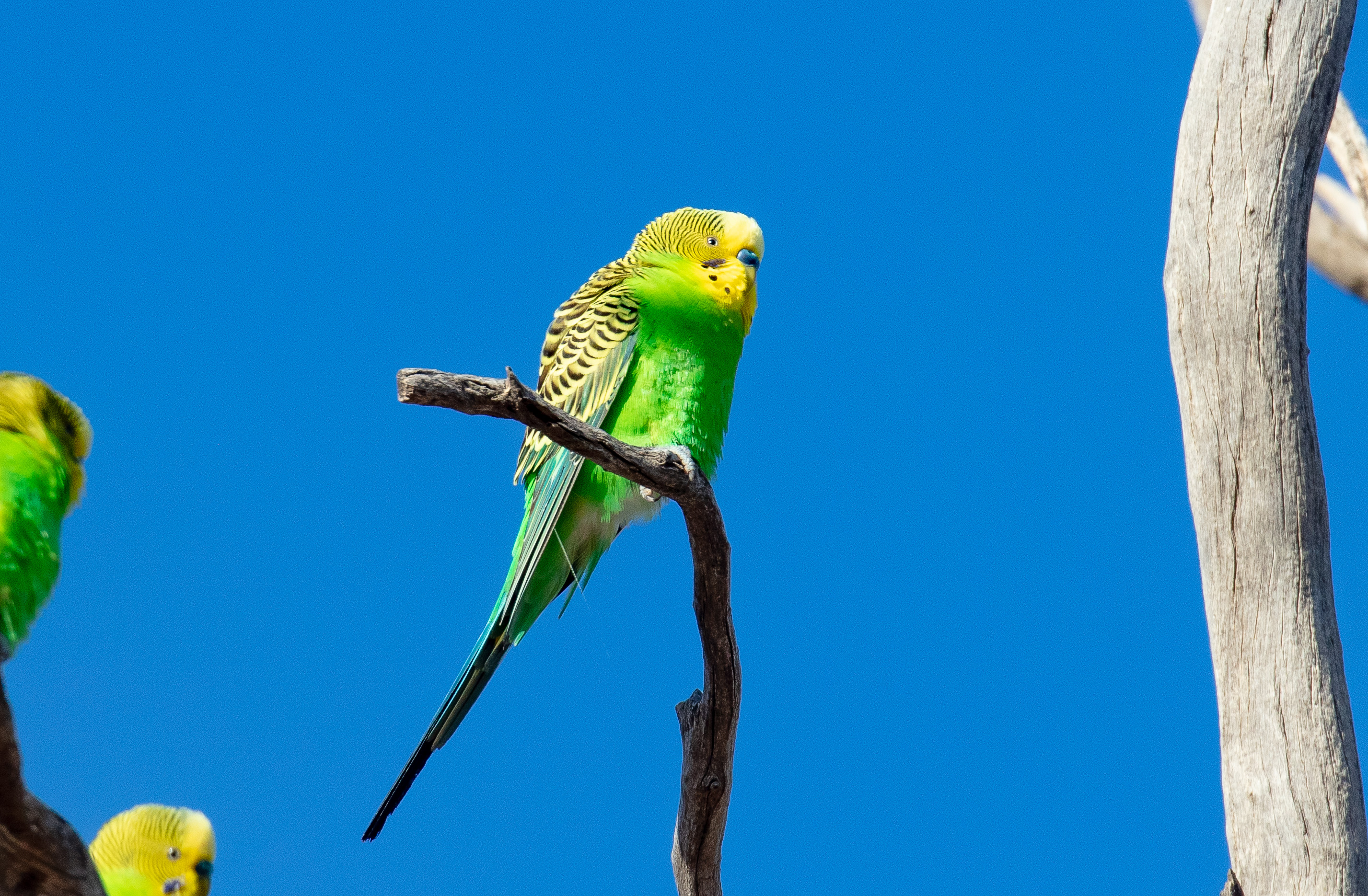 Budgerigar