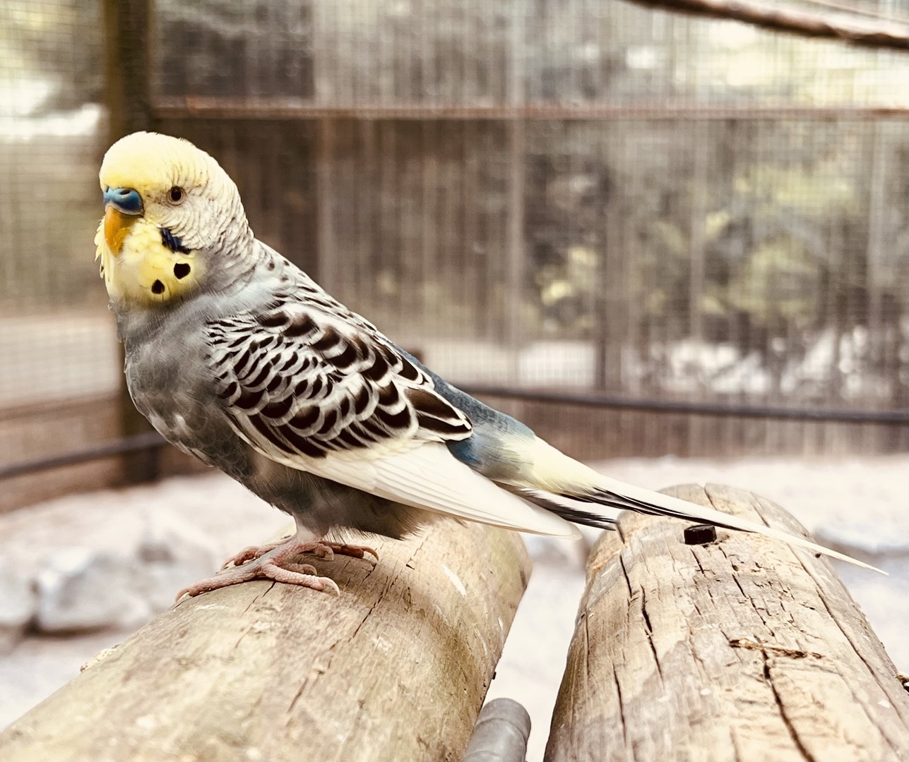 Budgerigar