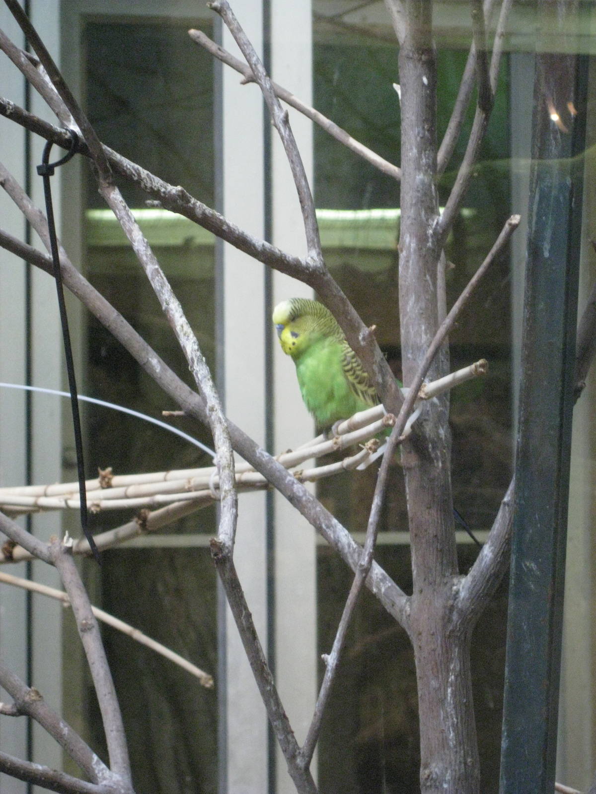 Budgerigar