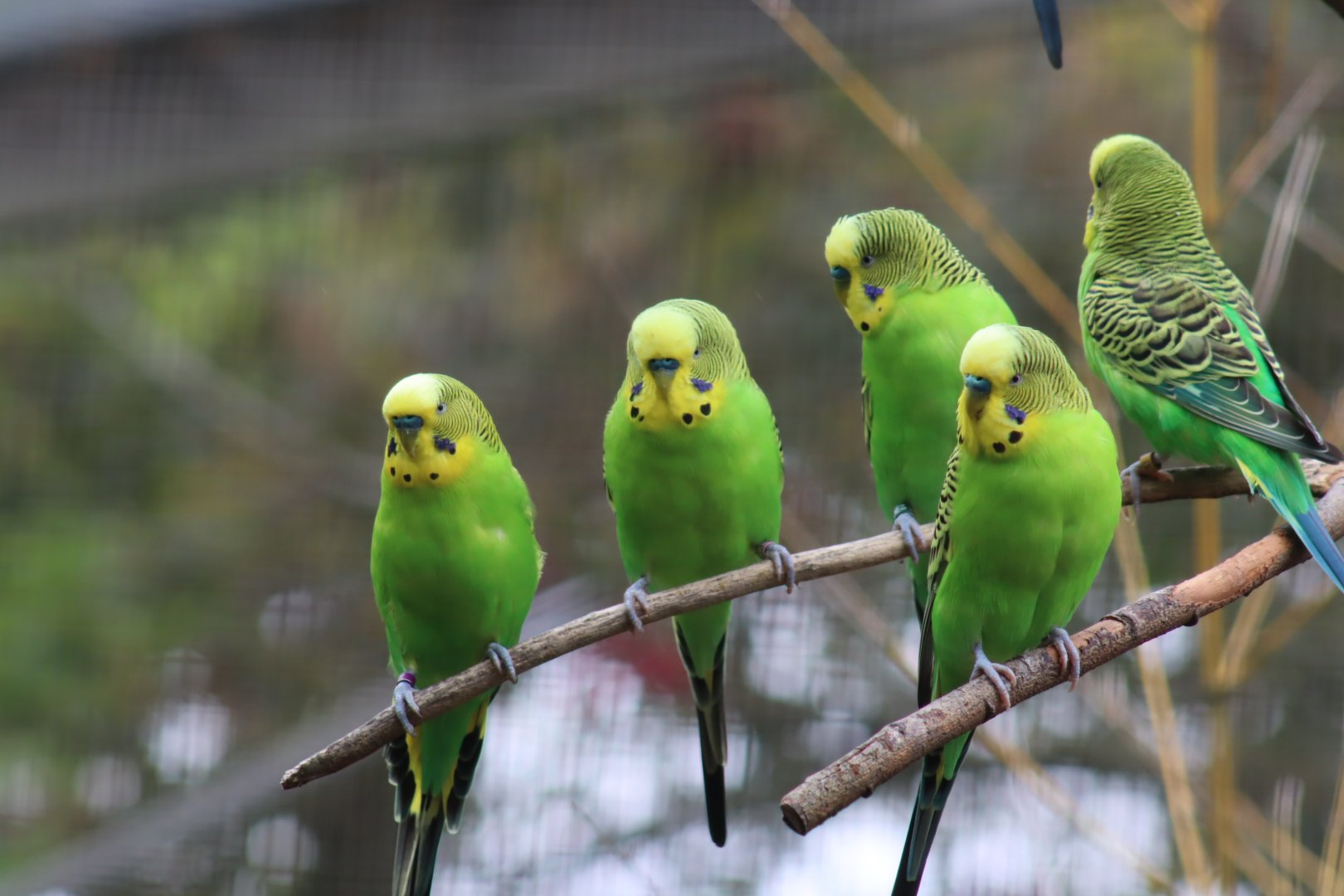 Budgerigar