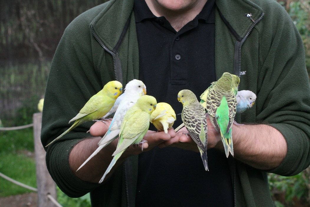Budgerigars #1