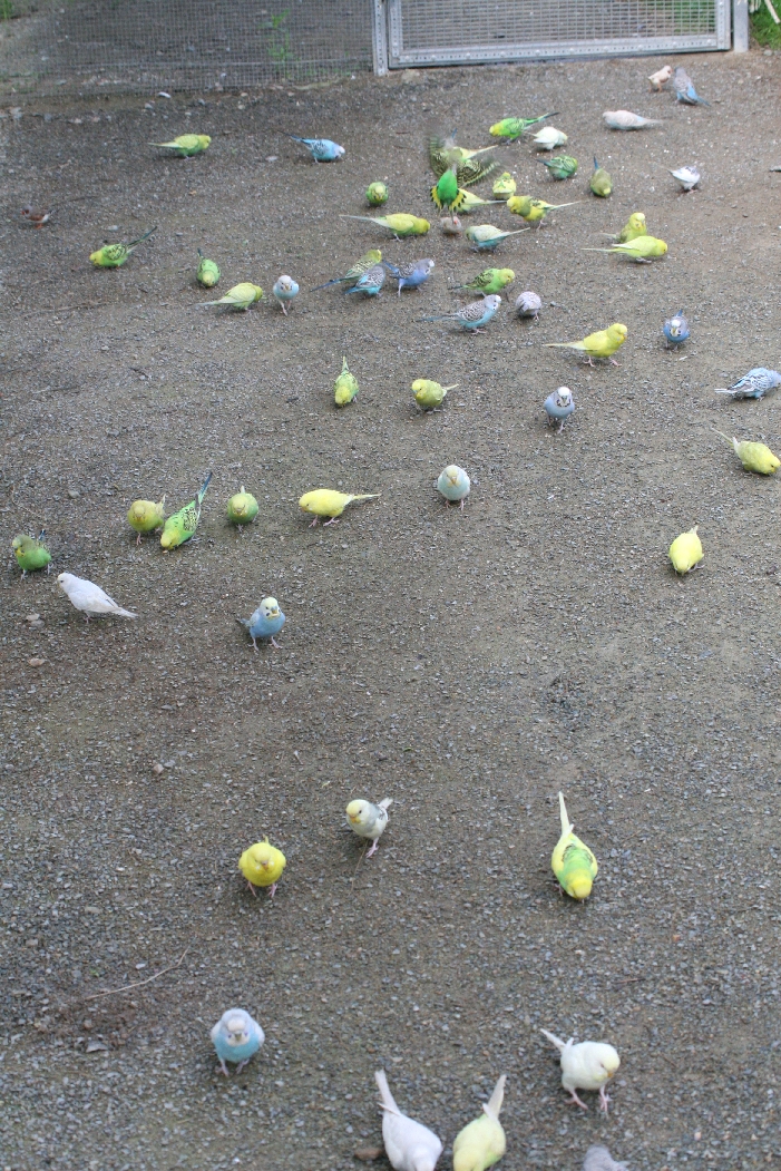 Budgerigars #2