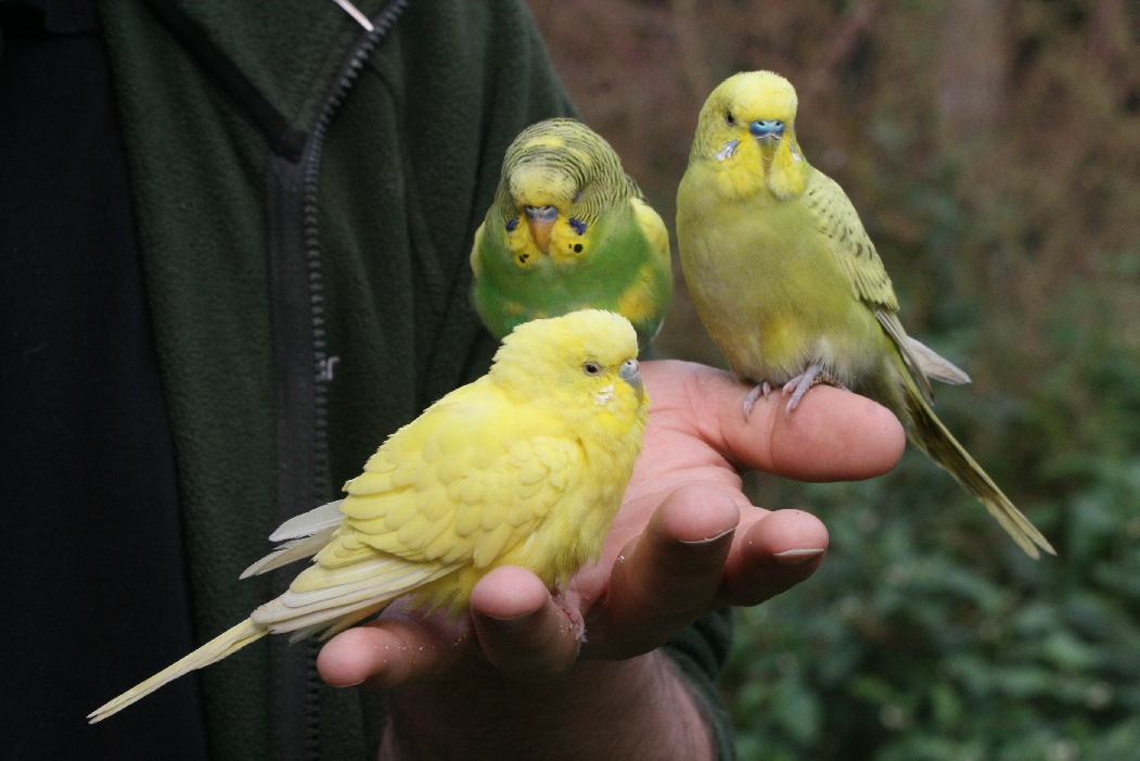 Budgerigars #3