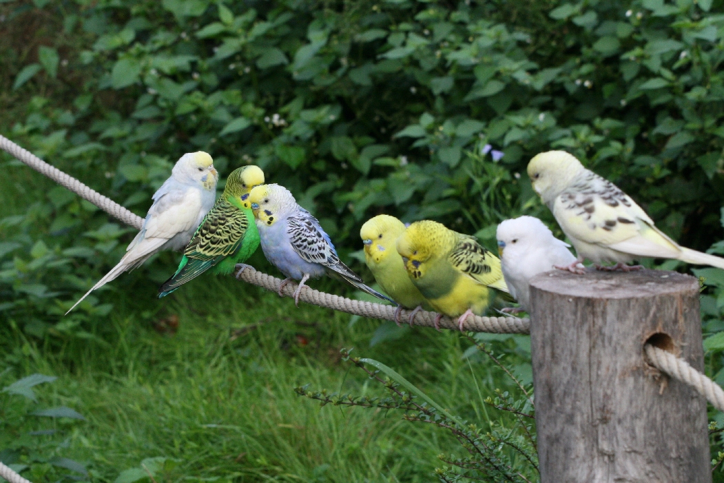 Budgerigars #4