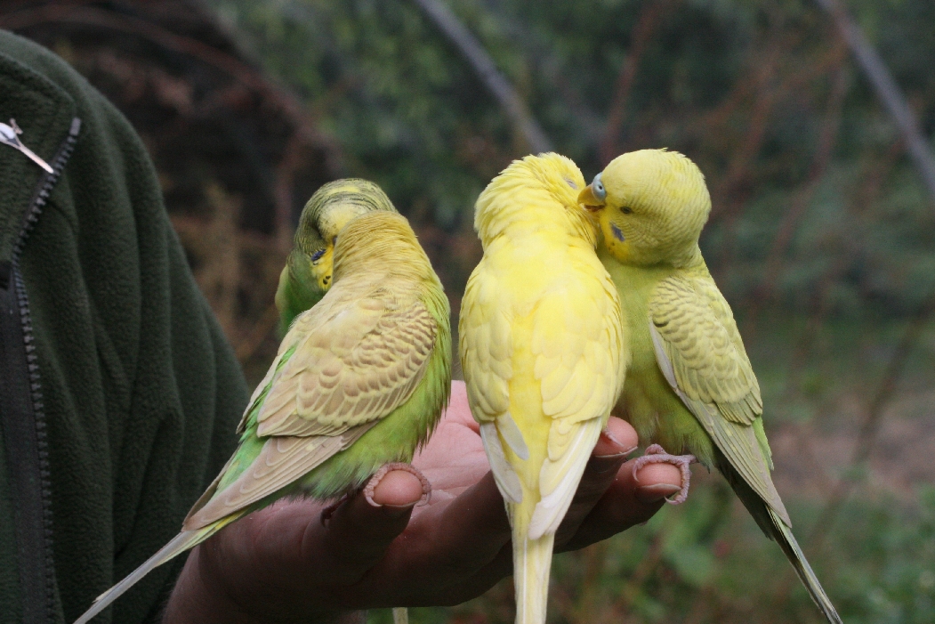 Budgerigars #5