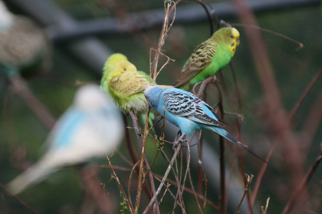Budgerigars #7