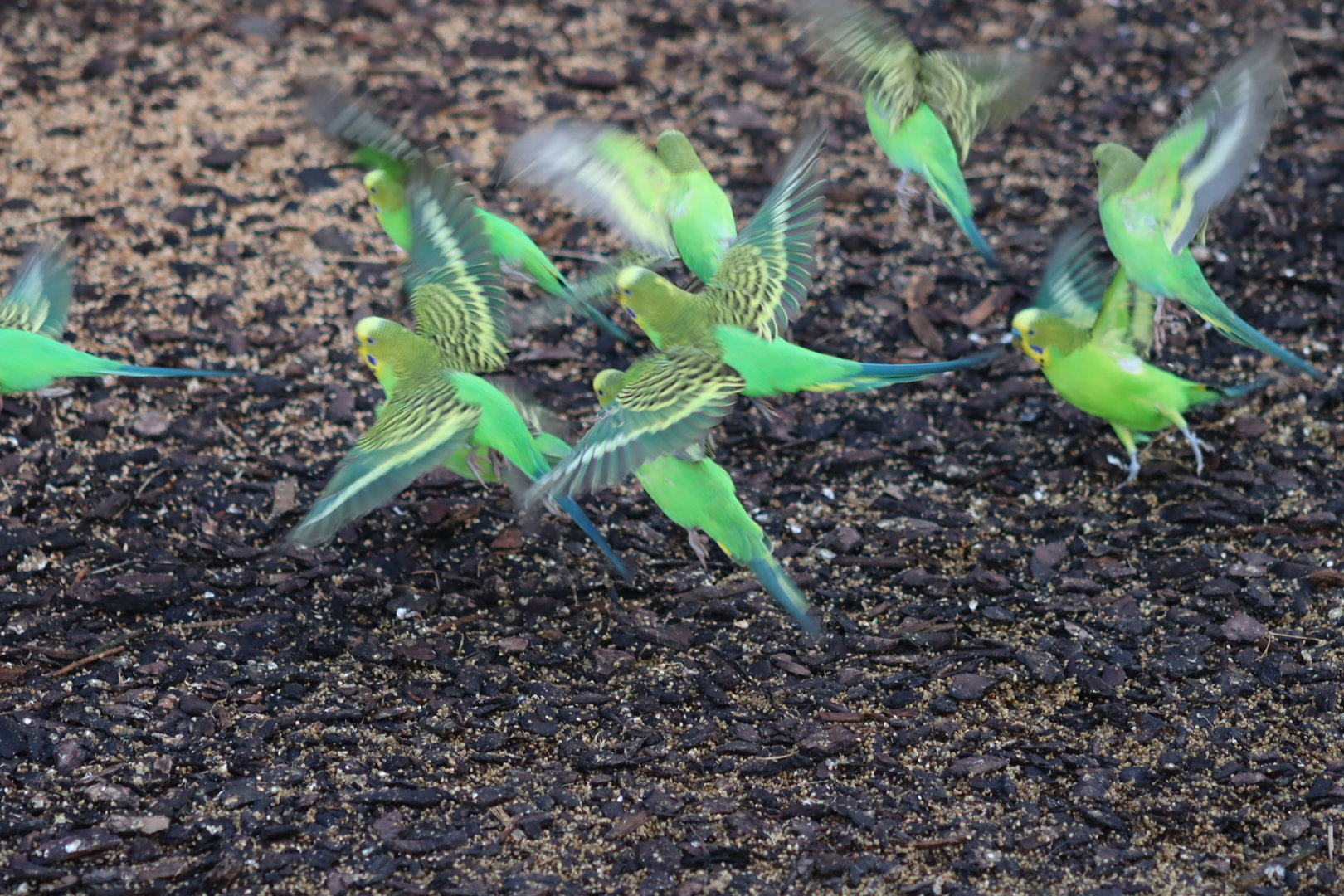 Budgerigars - 8 November 2022