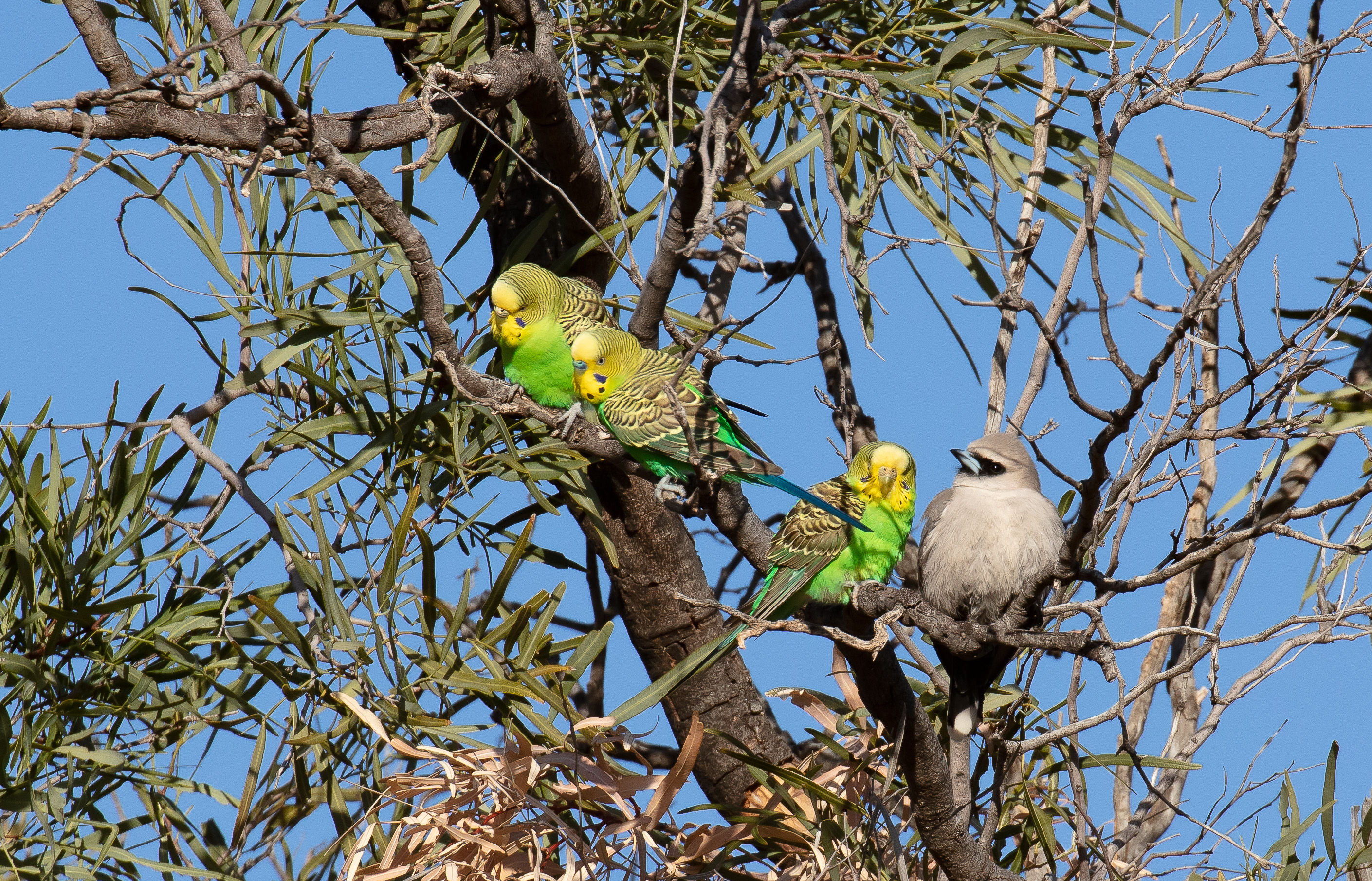 Budgerigars and a Black-faced Woodswallow