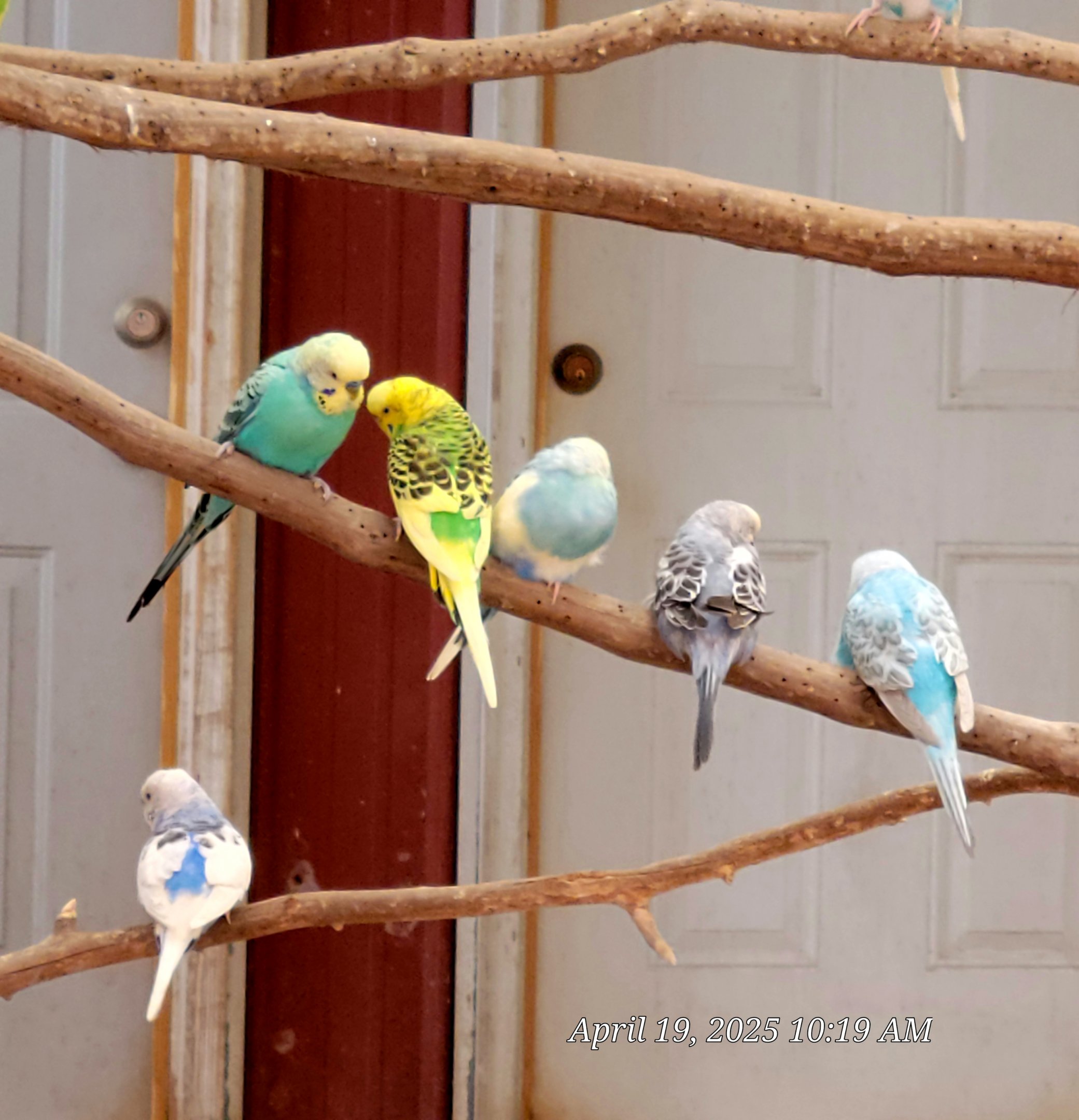 Budgerigars - Bright's Zoo