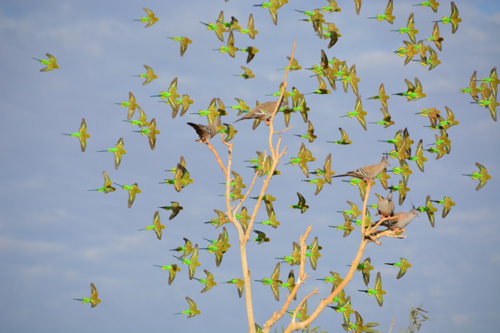 Budgerigars & Crested pigeons