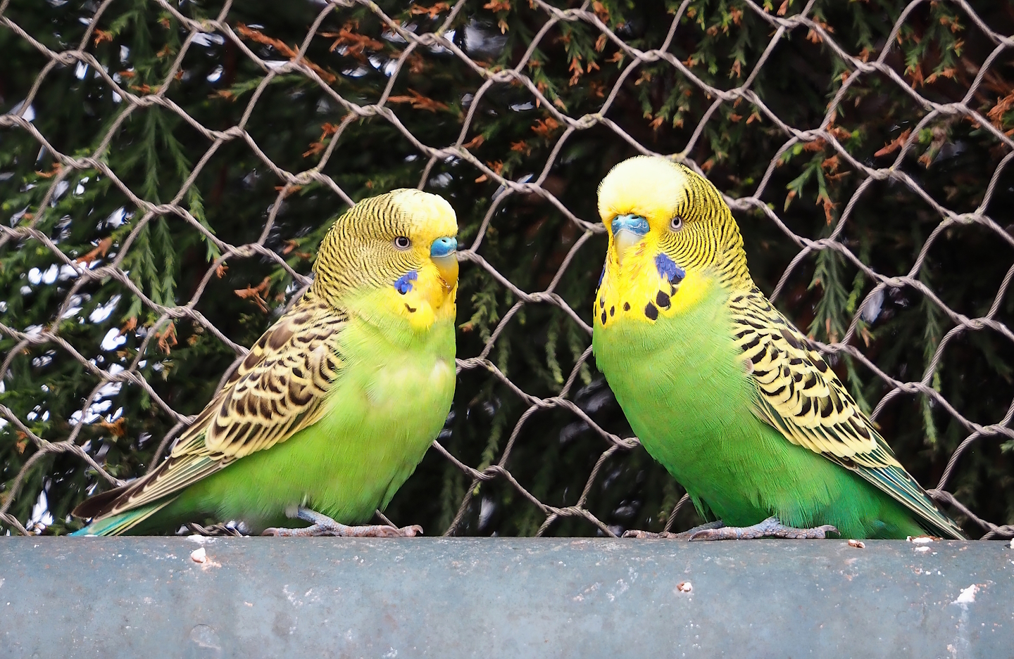 Budgerigars (Melopsittacus undulatus), 2023-10-13