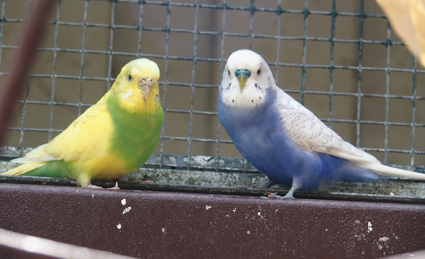 Budgerigars (Melopsittacus undulatus), 2024-05-21
