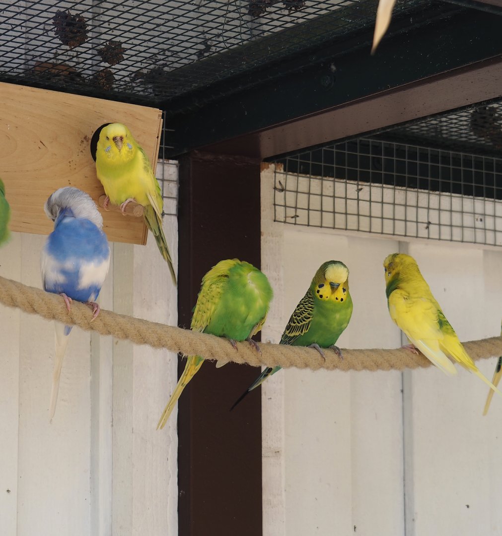 Budgerigars (Melopsittacus undulatus), 2024-05-21