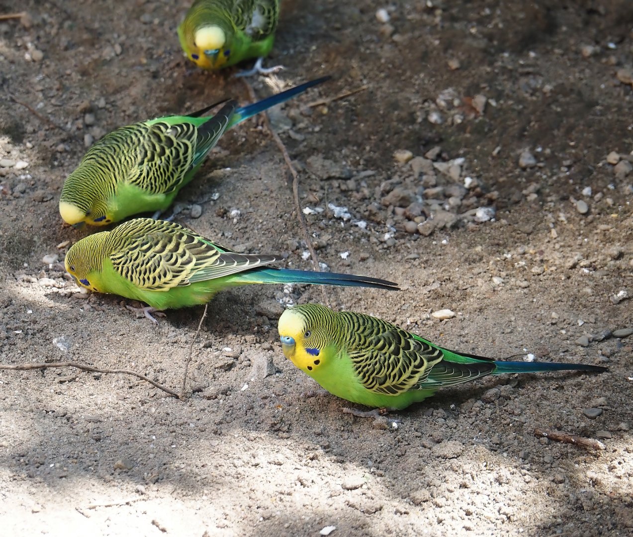 Budgerigars (Melopsittacus undulatus), 2024-06-08