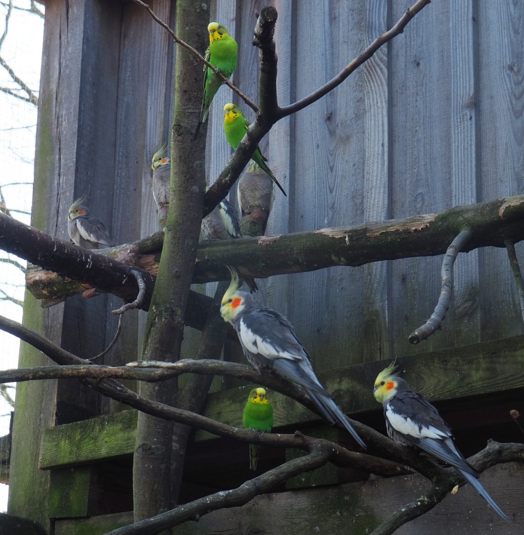 Budgerigars (Melopsittacus undulatus) and Cockatiels (Nymphicus hollandicus), 2019-03-30