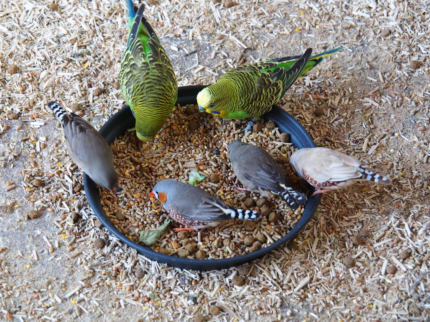 Budgerigars (Melopsittacus undulatus) and domestic zebra finches (Taeniopygia guttata domestica) feeding (Oct 13th, 2018)