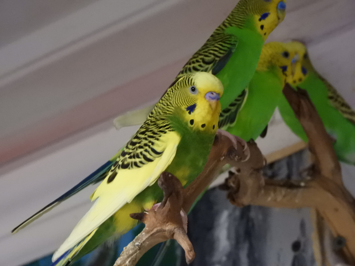 Budgerigars (Melopsittacus undulatus)