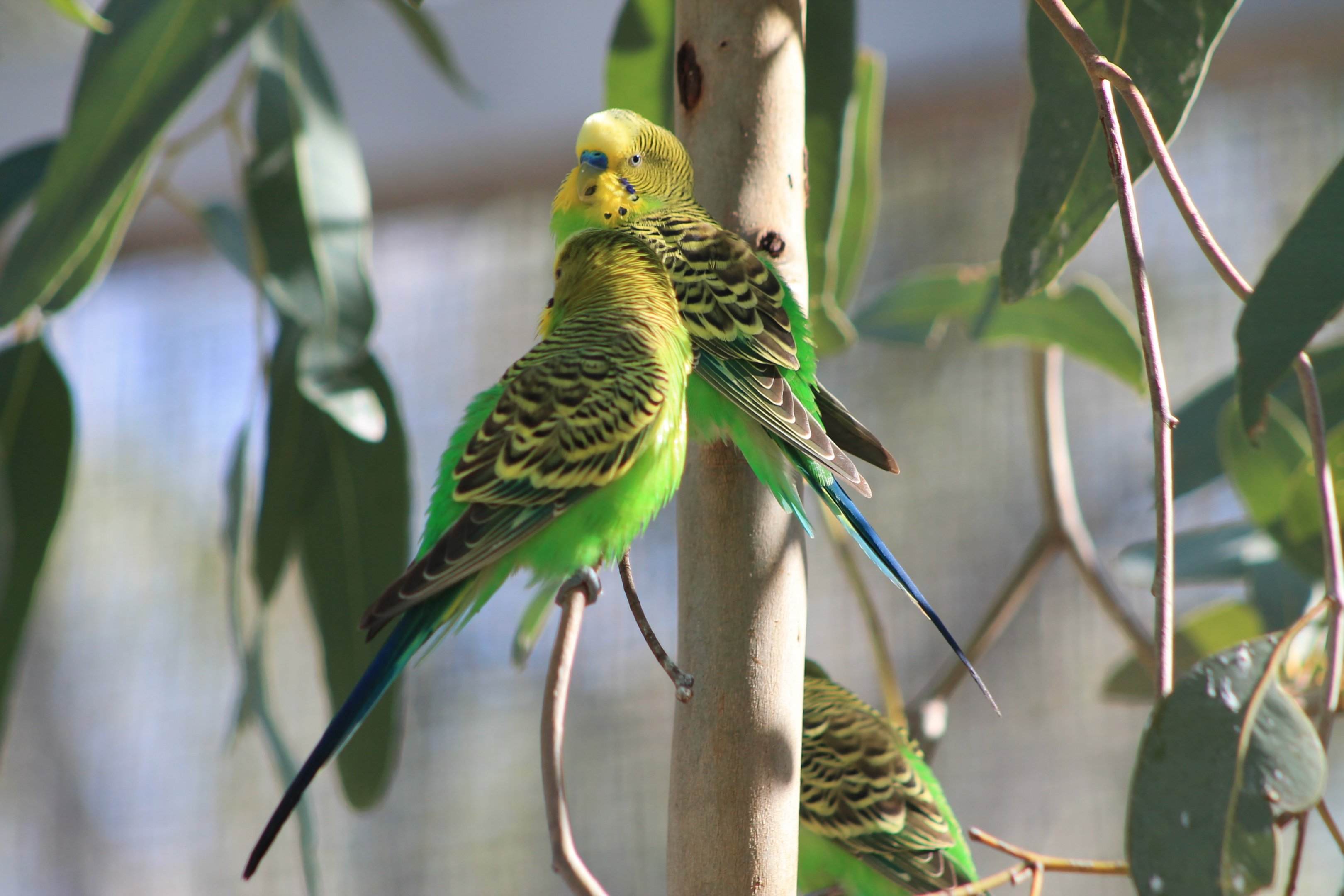 Budgerigars (Melopsittacus undulatus)