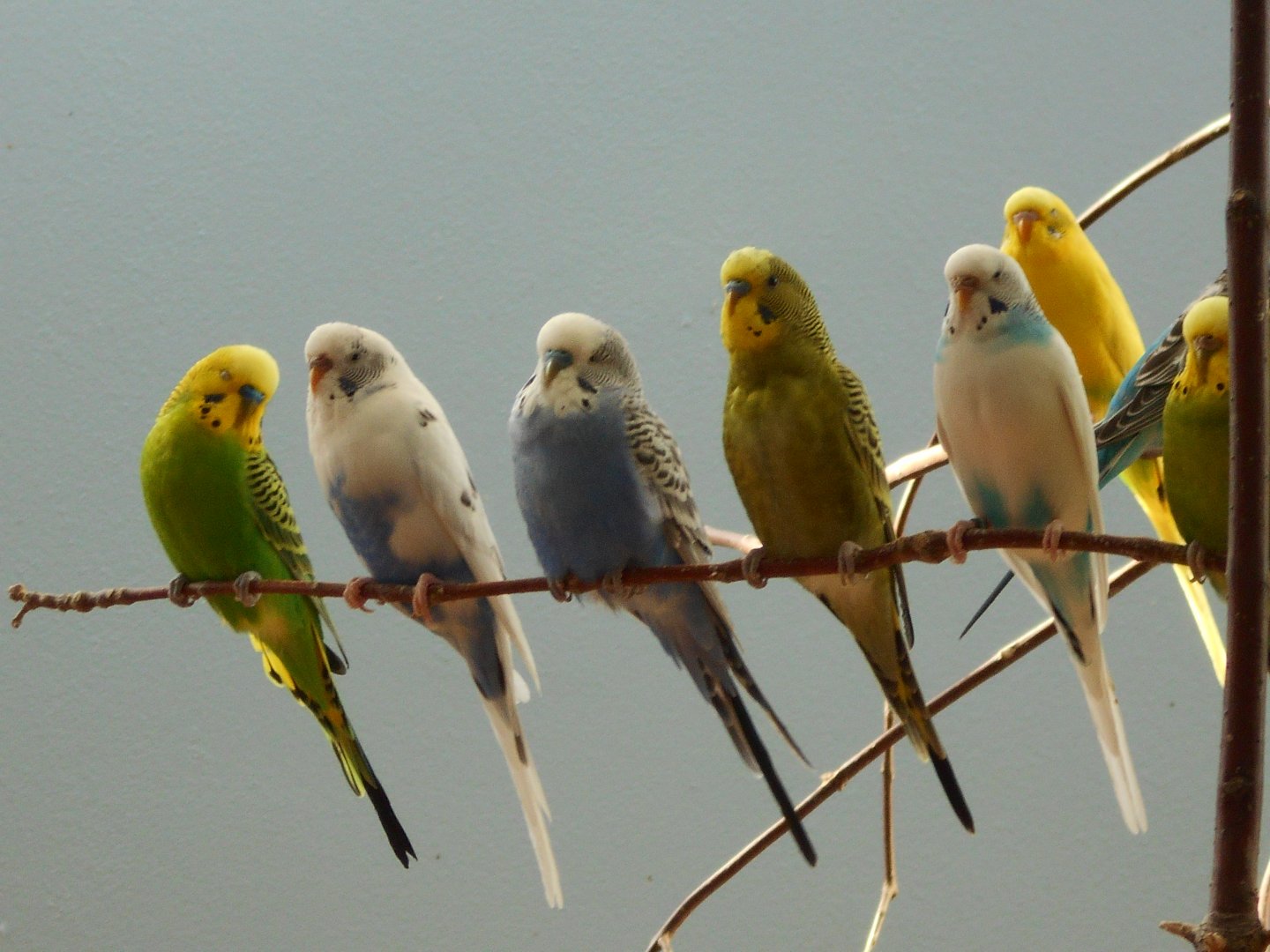 Budgerigars (Wild Encounters)