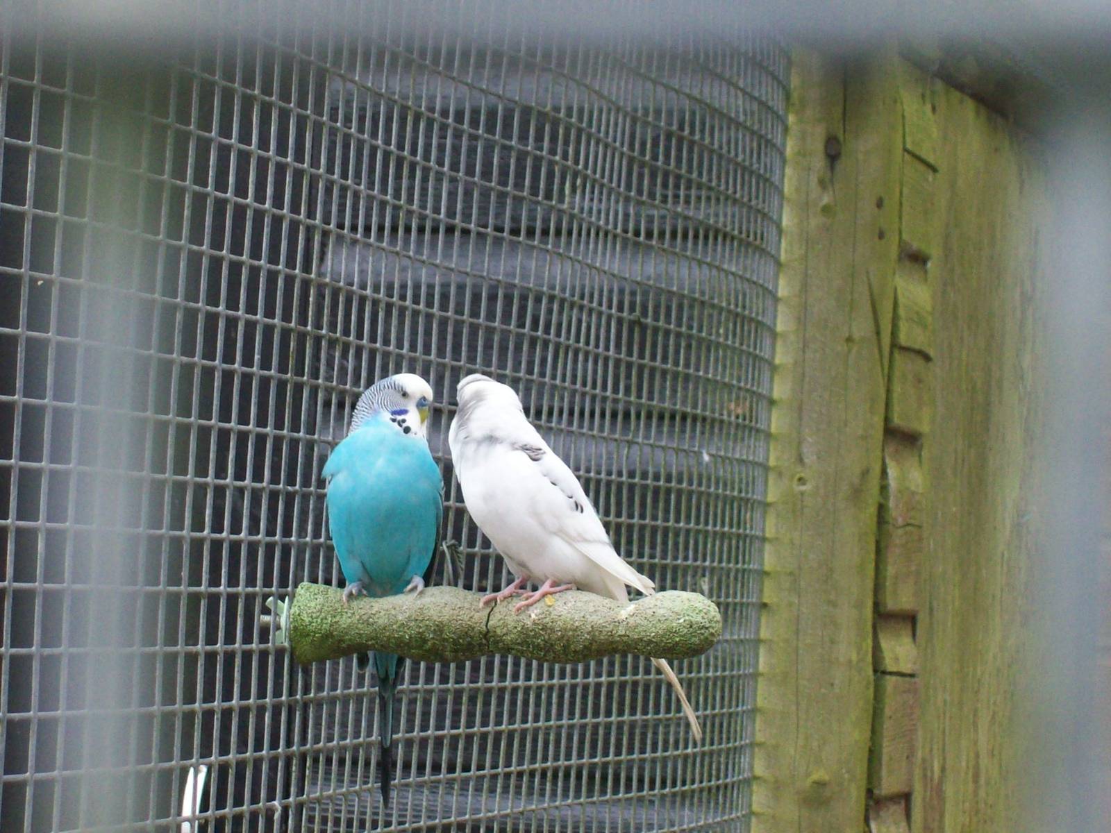 Budgerigars