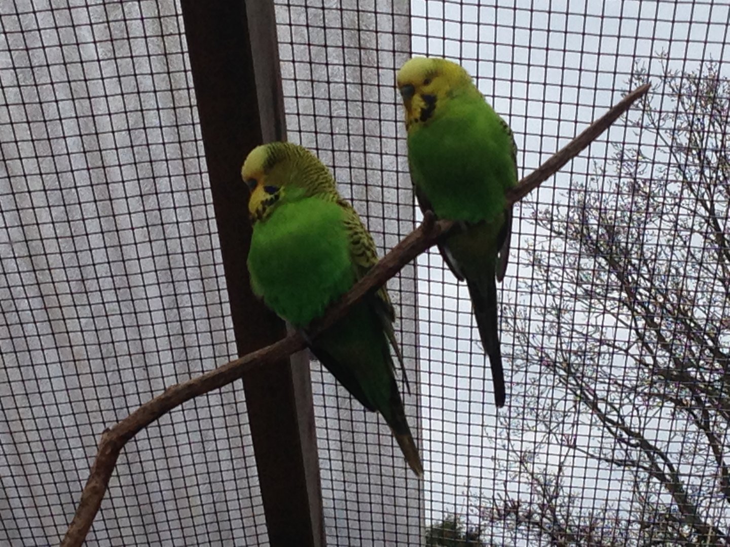 Budgerigars