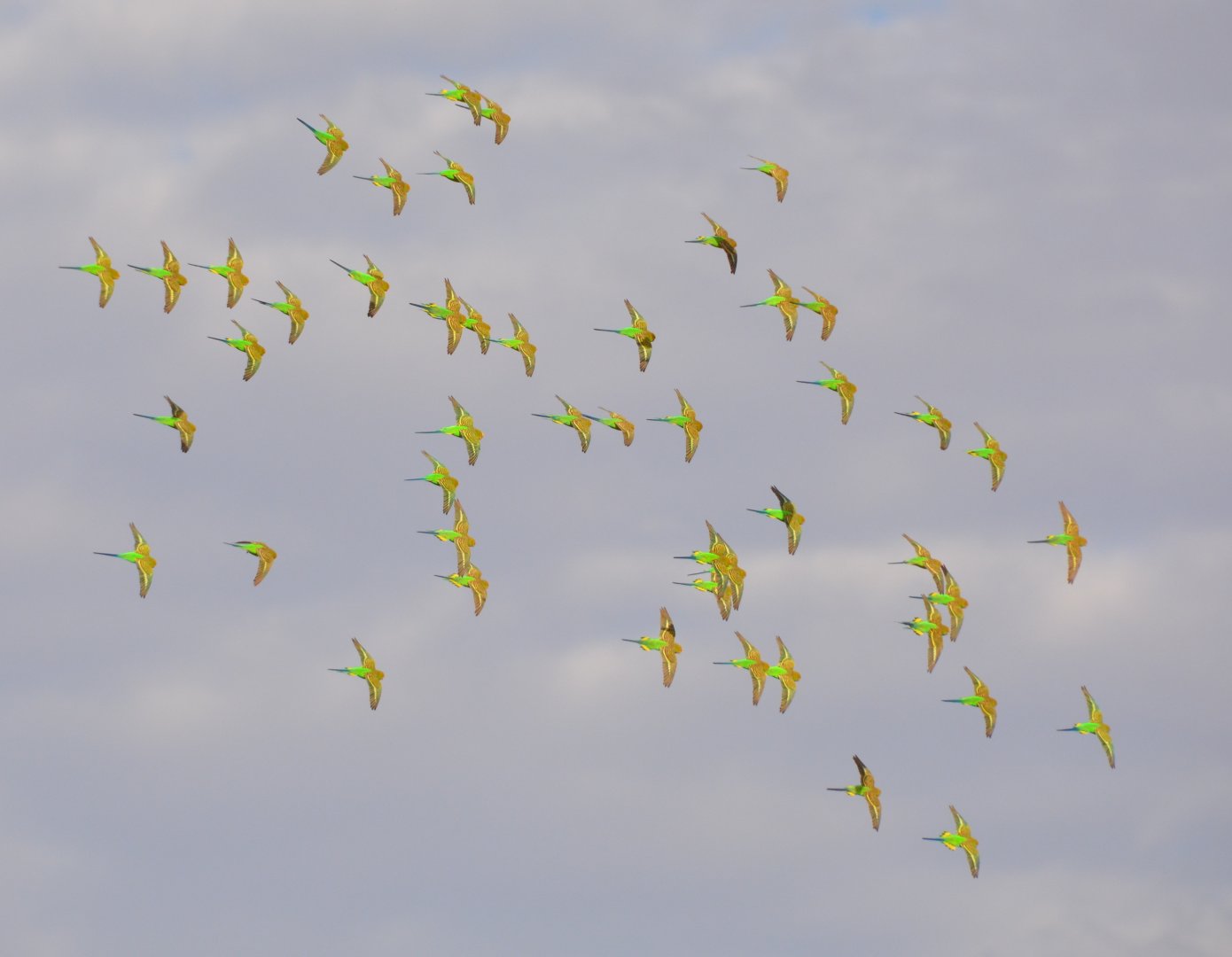 Budgerigars