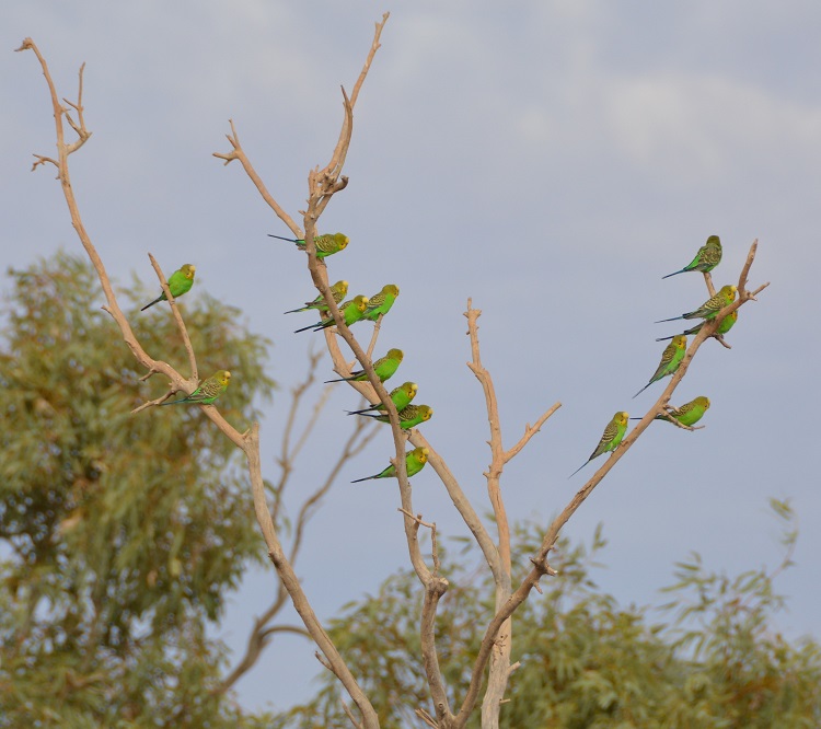 Budgerigars