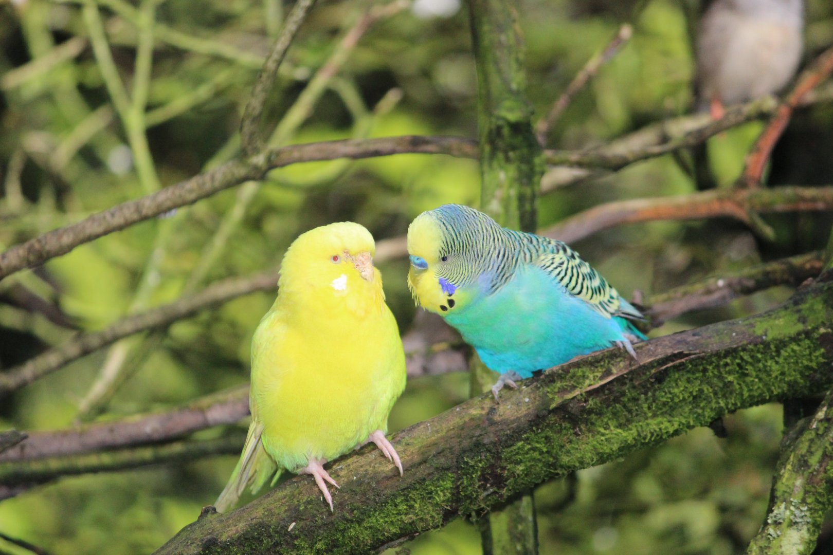 Budgerigars
