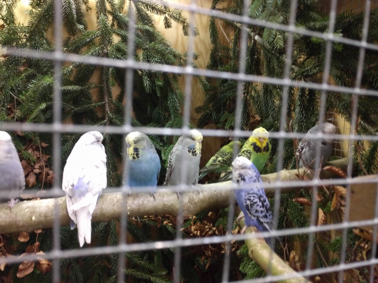 Budgerigars