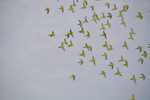 Budgerigars.