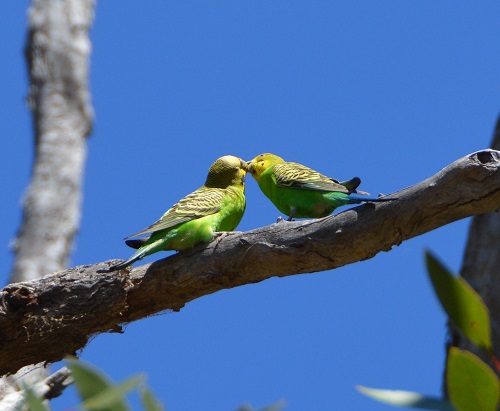 Budgerigars