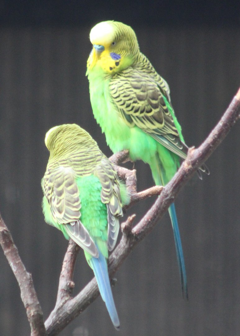 Budgerigars