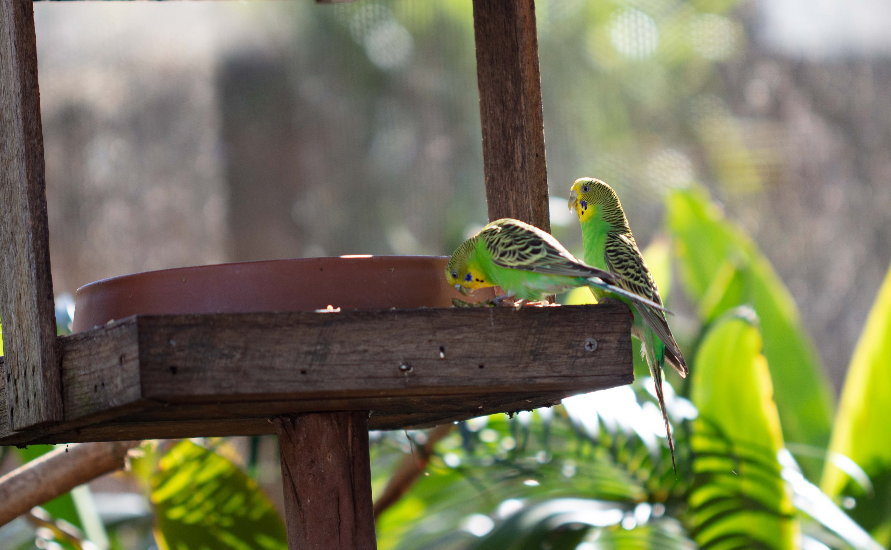Budgerigars