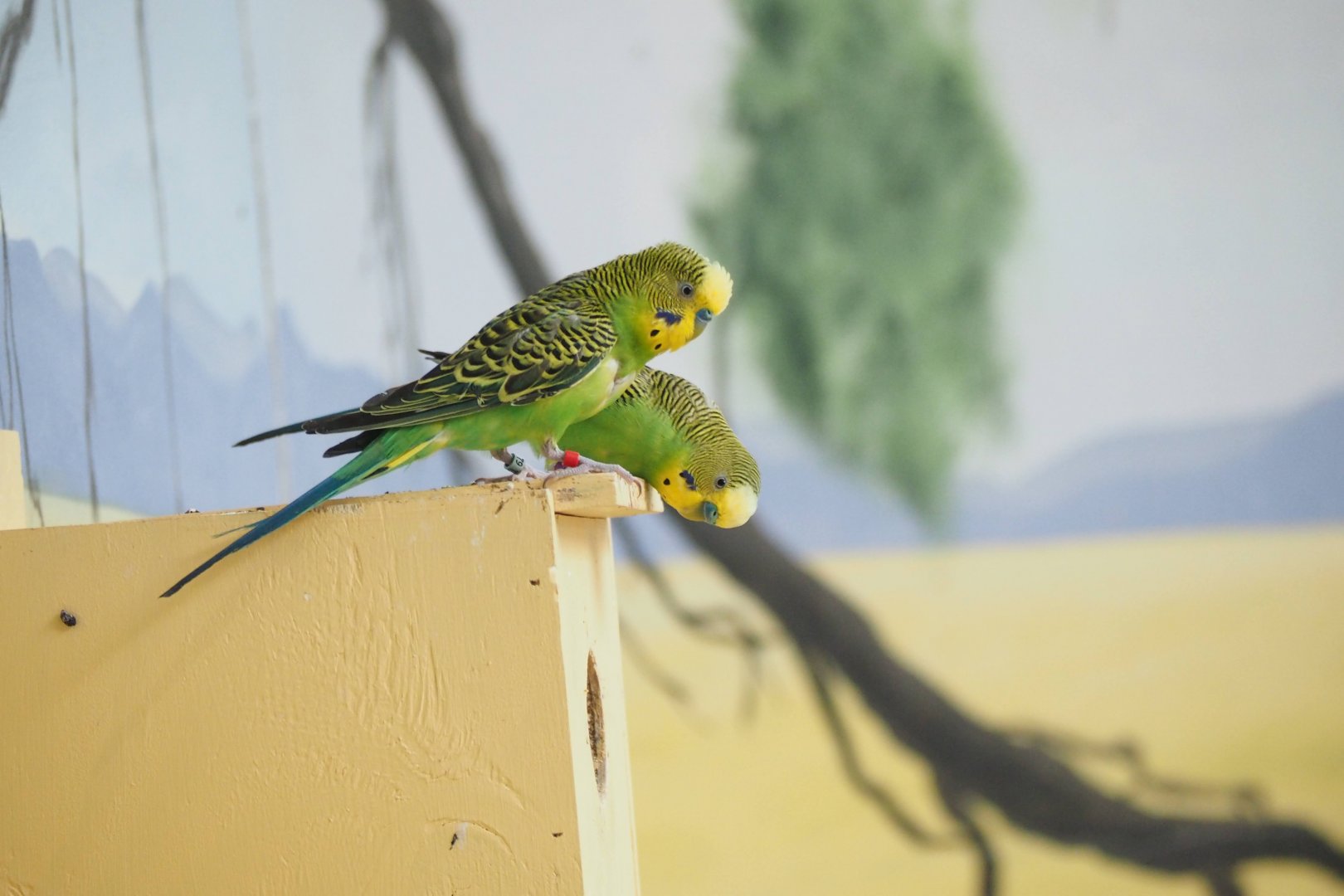 Budgerigars