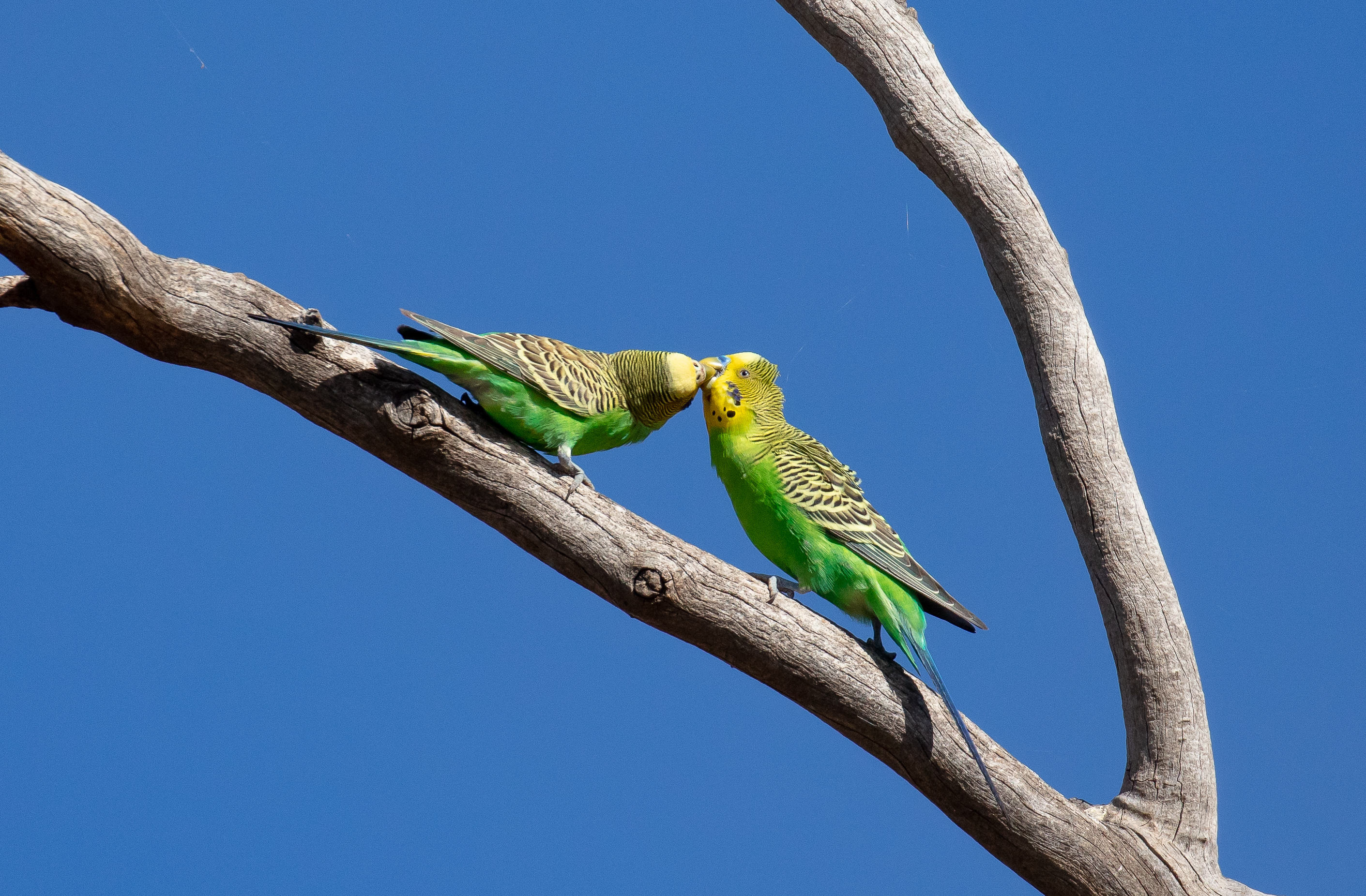 Budgerigars