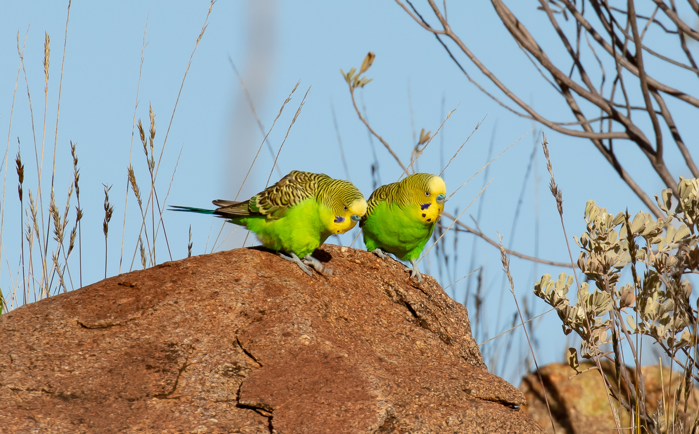 Budgerigars