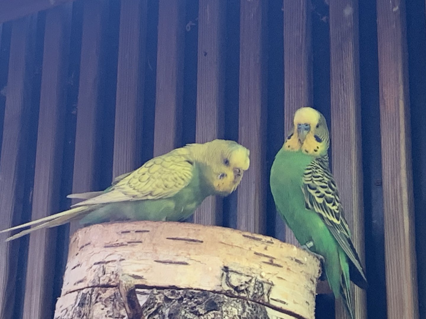 Budgerigars