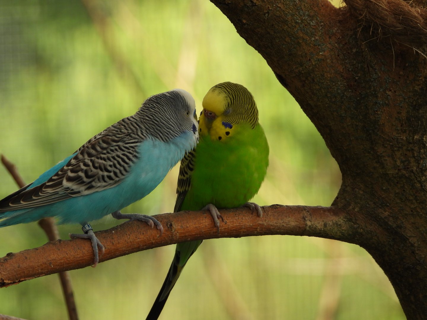Budgerigars