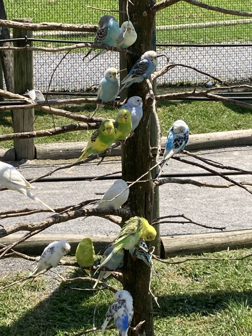 Budgerigars