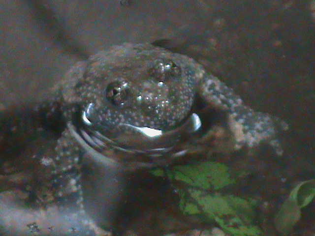 budgett's frog 030910