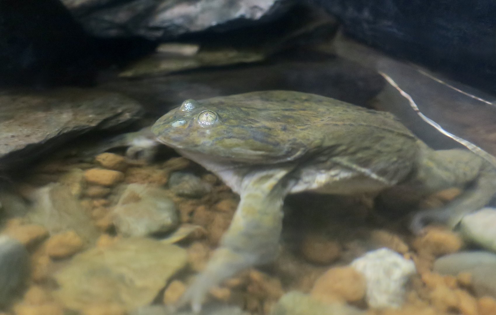 Budgett's Frog (Lepidobatrachus laevis) - Xpark