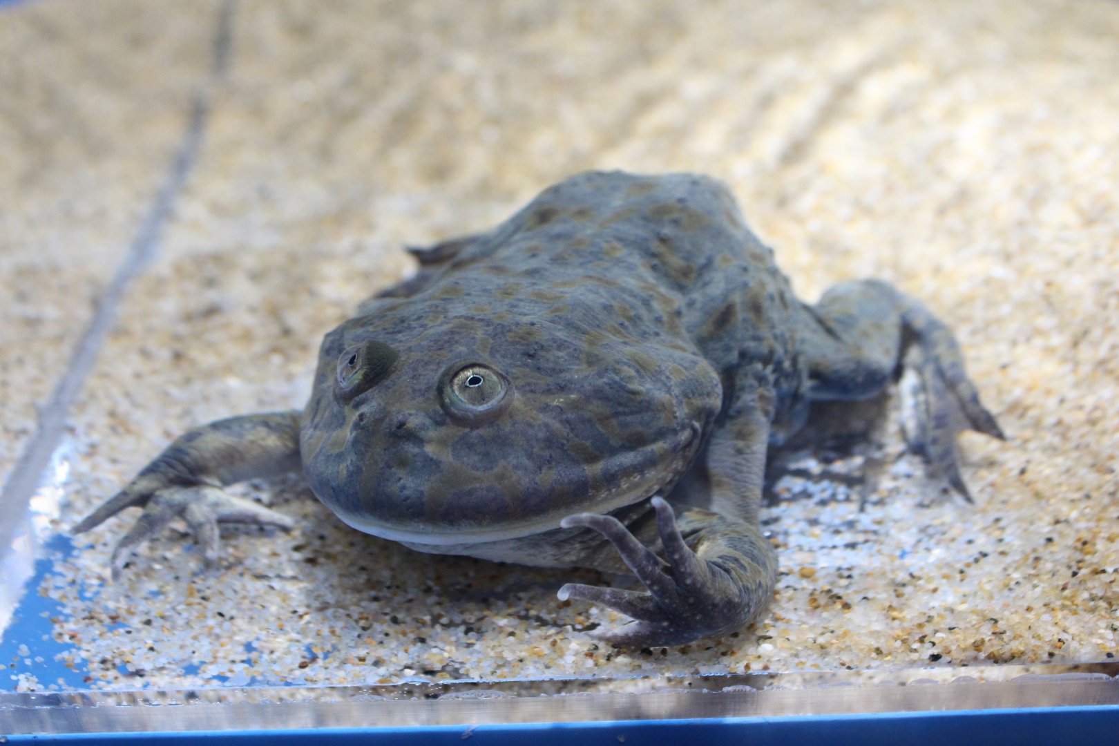 Budgett's frog (Lepidobatrachus laevis)