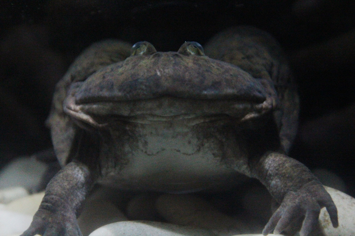Budgett's frog (Lepidobatrachus laevis)