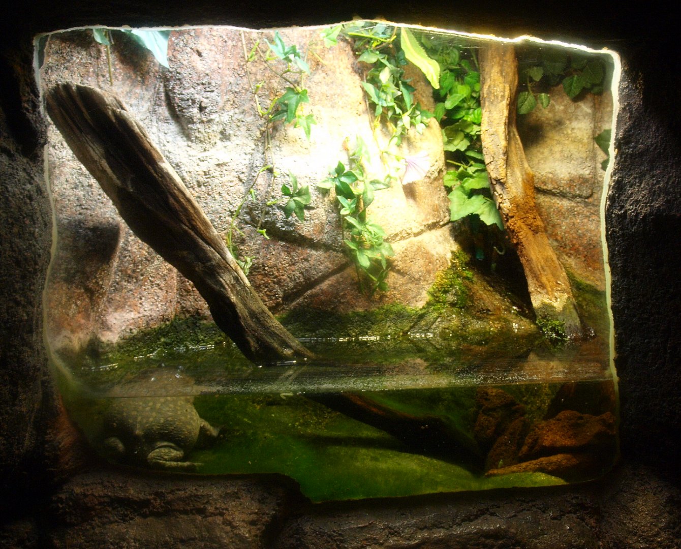 Budgett's frog terrarium, 2017-02-06