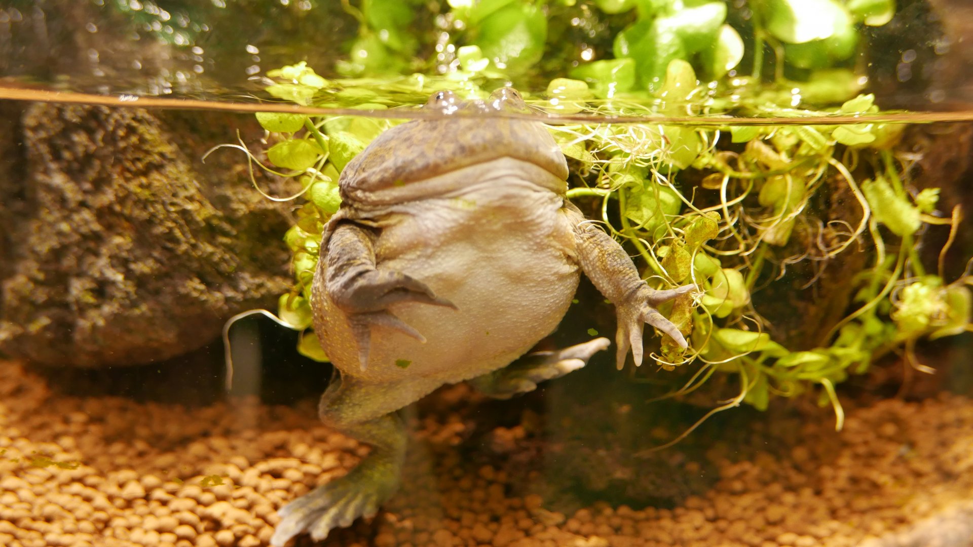 Budgett's Frog